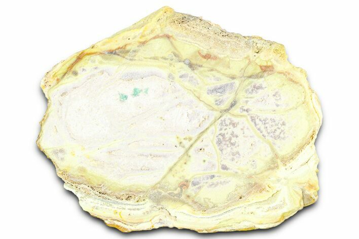Clay Canyon Crandallite, Wardite & Variscite #362051
